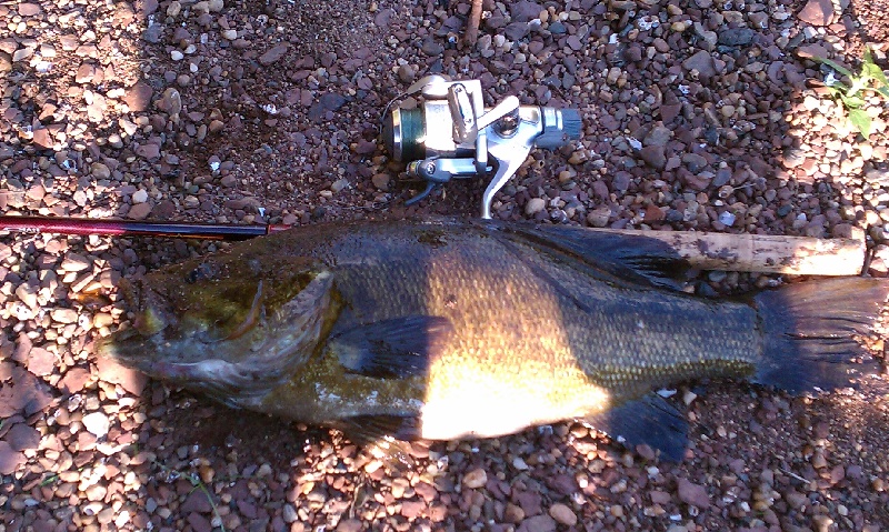 5.4lb smallie ct river enfield