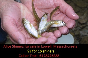 shiners.fish